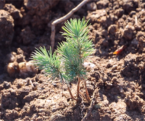 11.11.2021'DE 11 MİLYON AĞAÇ 