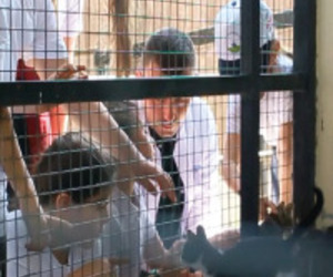 4 Ekim Hayvanları Koruma Günü 